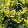 Metrosideros Little Ewan - GardenView Plant Nursery