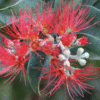 Metrosideros Thomasii - GardenView Plant Nursery