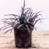 Mondo-Nigrescens_GardenView_Nursery