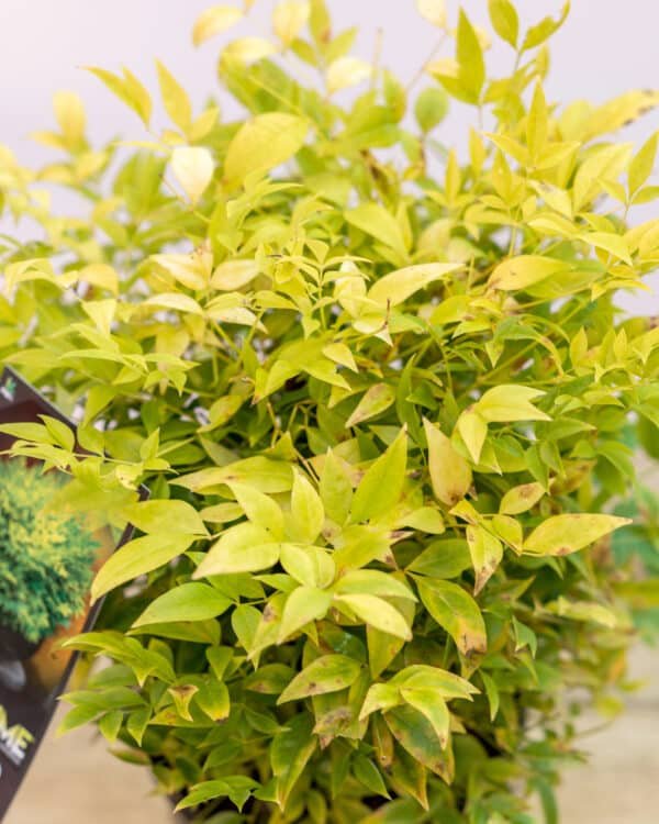 Gardenview plant nursery nandina-lemon-lime_gardenview_nursery