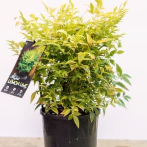 Gardenview plant nursery nandina lemon lime_gardenview_nursery