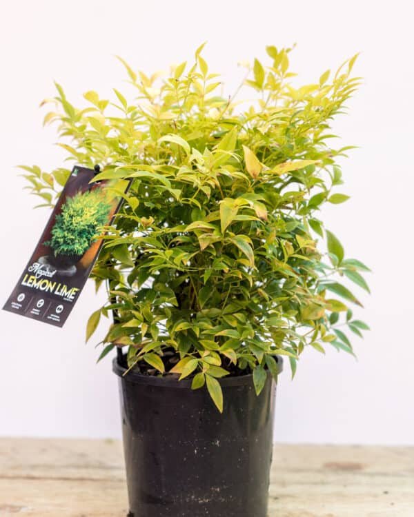 Gardenview plant nursery nandina lemon lime_gardenview_nursery