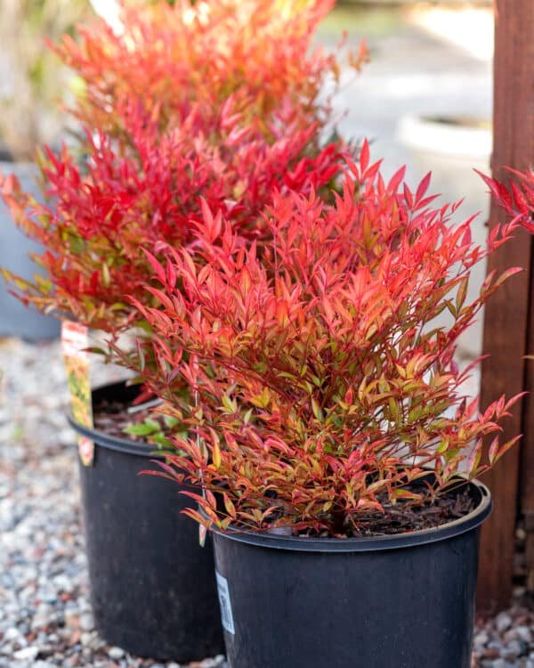 Gardenview plant nursery nandina-moon-bay_gardenview_nursery