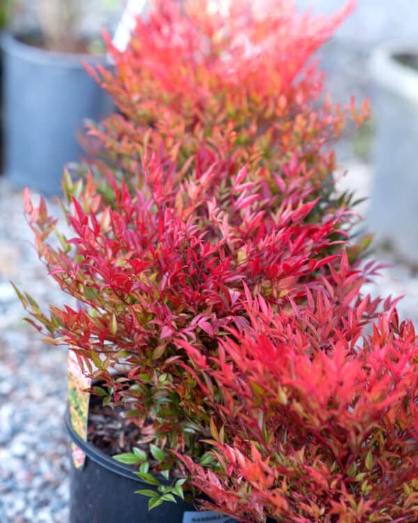 Gardenview plant nursery nandina-moon-bay_gardenview_nursery