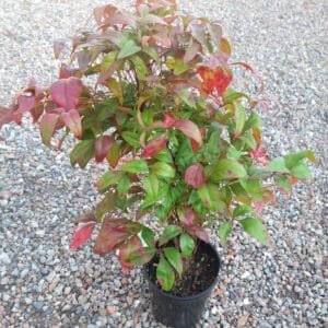 Gardenview plant nursery nandina-nana-gardenview-nursery