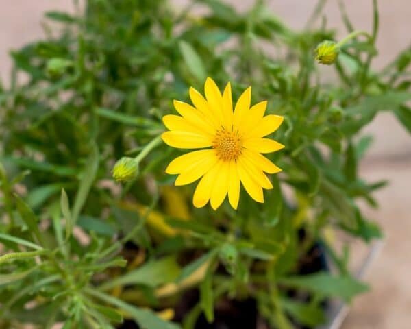 Gardenview plant nursery osteospermum-voltage_gardenview-nursery