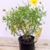 OSTEOSPERMUM-VOLTAGE_GardenView-Nursery