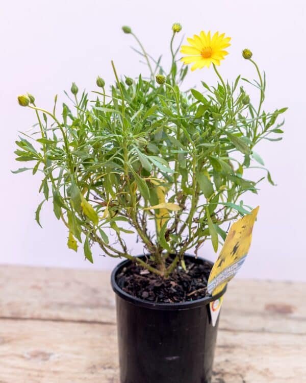 Gardenview plant nursery osteospermum-voltage_gardenview-nursery