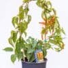 PYROSTEGIA-VENUSTA_GardenView-Nursery