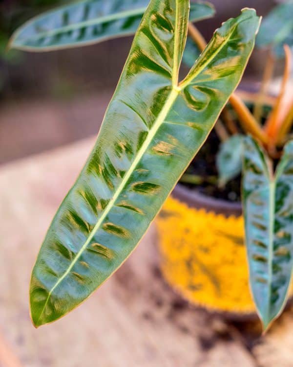 Gardenview plant nursery philodendron billietiae_gardenview nursery