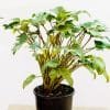 Philodendron Xanadu_GardenView Nursery