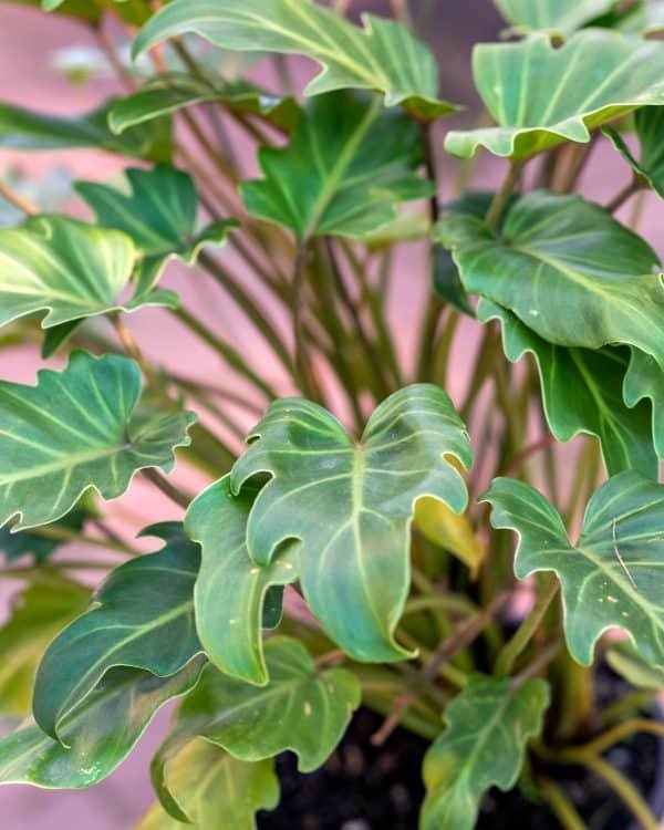 Gardenview plant nursery philodendron xanadu_gardenview nursery