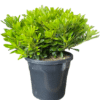 Pittosporum Miss Muffet - GardenView Plant Nursery