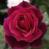 ROSE-MR-LINCOLN_GardenView-Nursery
