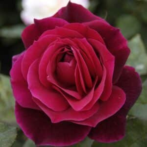 ROSE-MR-LINCOLN_GardenView-Nursery