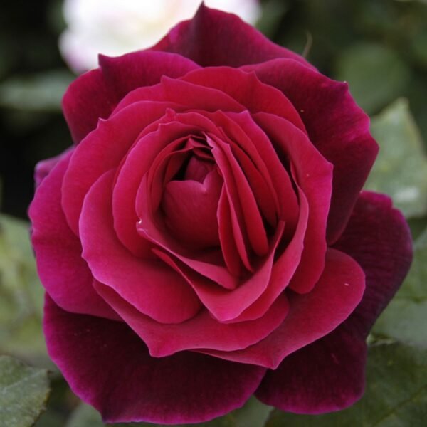 ROSE-MR-LINCOLN_GardenView-Nursery
