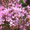 Raphiolepsis Cosmic Pink - GardenView Plant Nursery