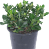 Raphiolepsis Oriental Pearl 1 - GardenView Plant Nursery