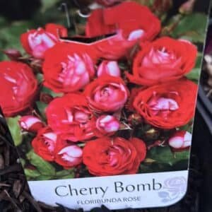 Rose Cherry Bomb - GardenView Nursery