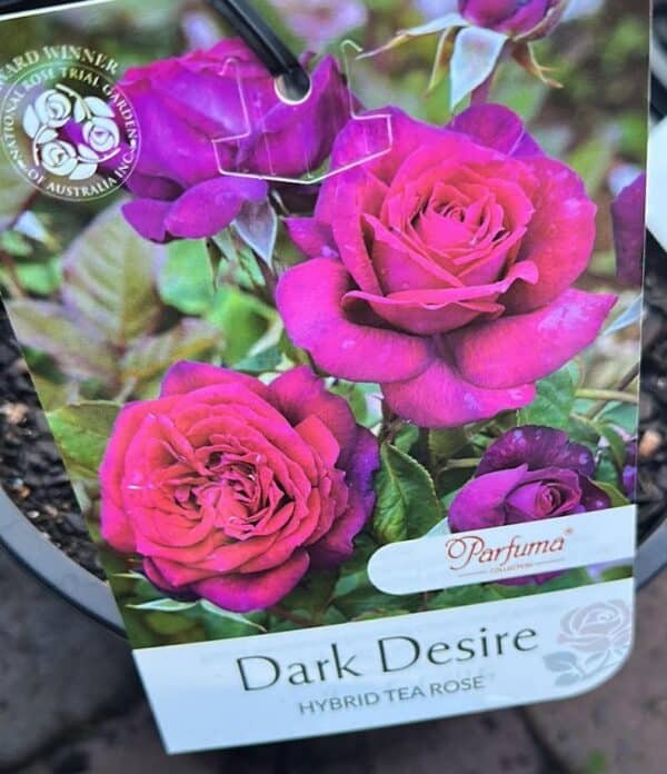 Gardenview plant nursery rose dark desire-gardenview nursery