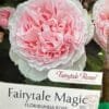 Rose Fairytale Magic - GardenView Nursery