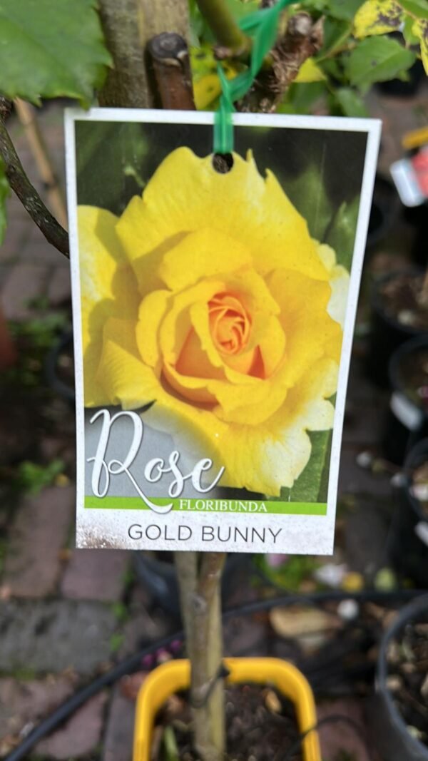 Gardenview plant nursery rose-gold-bunny-gardenview-nursery