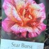 Rose-Star-Burst-GardenView-Nursery