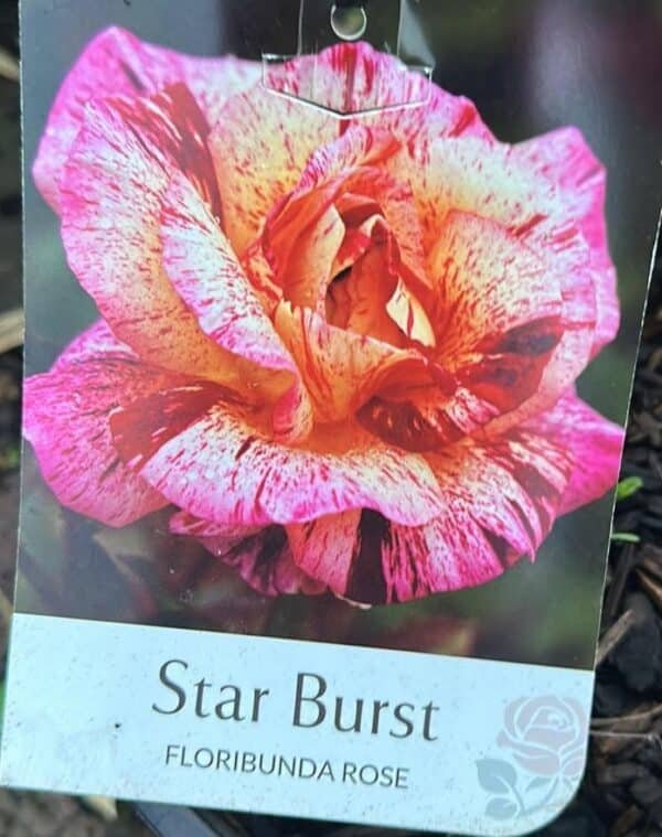 Gardenview plant nursery rose-star-burst-gardenview-nursery