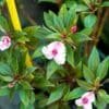 SUNPATIENS-ASSORTED_GardenView-Nursery
