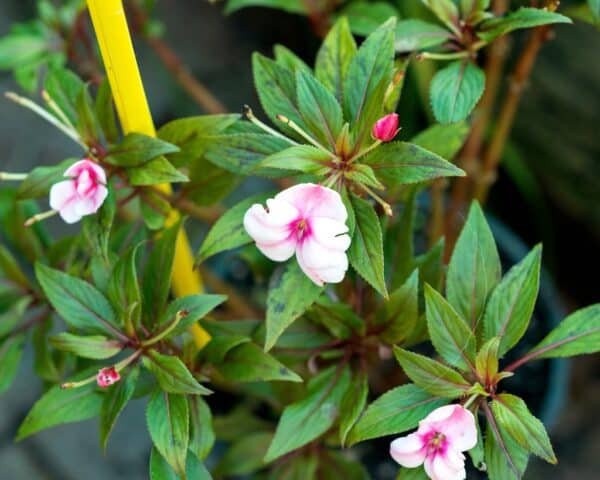 Gardenview plant nursery sunpatiens-assorted_gardenview-nursery