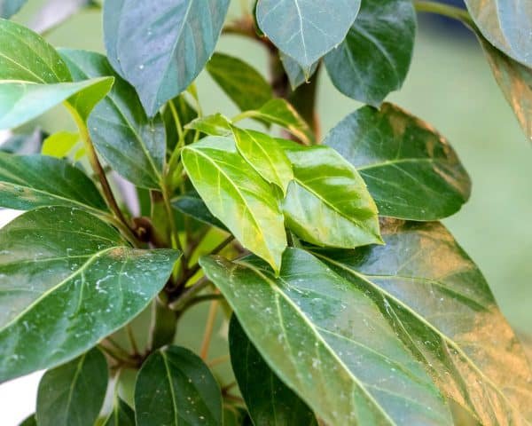 Gardenview plant nursery schefflera-amate_gardenview-nursery