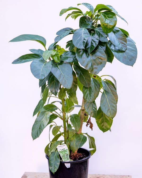 Gardenview plant nursery schefflera-amate_gardenview-nursery