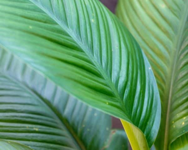 Gardenview plant nursery spathiphyllum sensation_gardenview nursery