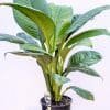 Spathiphyllum Sensation_GardenView Nursery