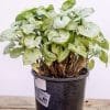 Syngonium-Maria_GardenView-Nursery