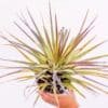 TILLISANDSIA_GardenView_Nursery