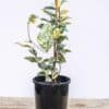 TRACHELOSPERMUM VARIEGATED_GardenView Nursery