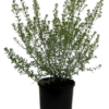 Westringia Fructicosa Blue Gem 1 - GardenView Plant Nursery