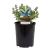 Westringia Fruticosa Grey Box - GardenView Plant Nursery