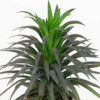 Yucca Desmetiana Spellbound - GardenView Plant Nursery