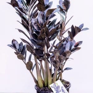 Zamioculcas-Raven-Black_GardenView-Nursery