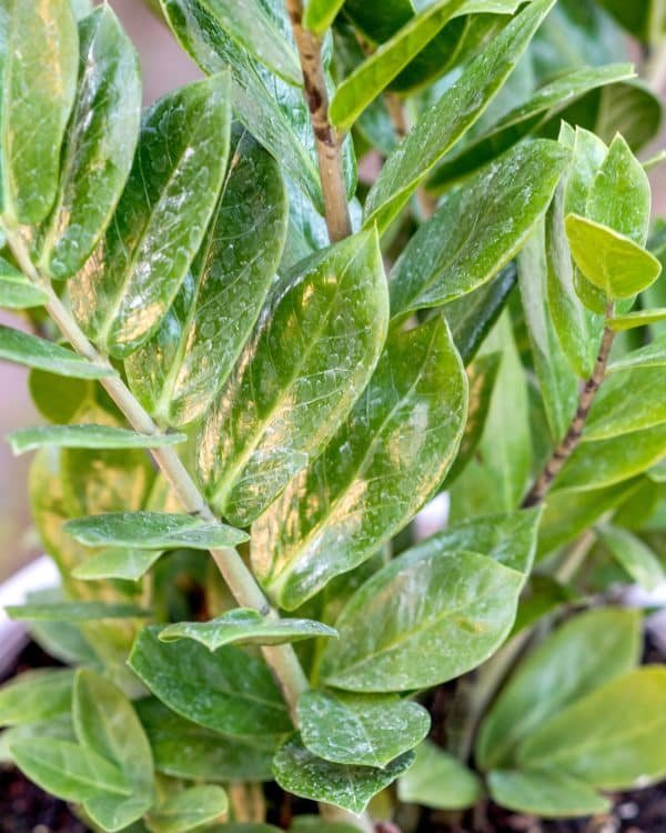 Gardenview plant nursery zamioculcas zamiifolia_gardenview