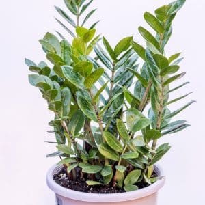 Zamioculcas Zamiifolia_GardenView