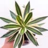 Agave lophantha Quadricolor_GardenView-Nursery