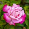 Beautiful Girl_GardenView Nursery