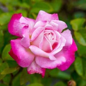 Beautiful Girl_GardenView Nursery