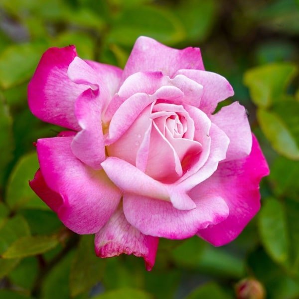 Beautiful Girl_GardenView Nursery