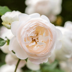 Desdemona_GardenView-Nursery