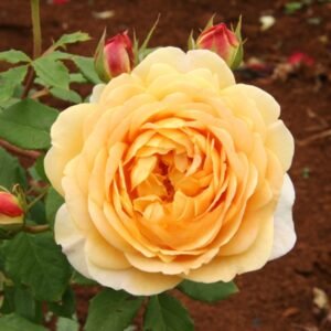 Golden_Celebration_GardenView-Nursery.