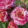 Its Magic GardenView-Nursery